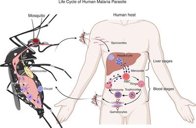 Type I Interferons and Malaria: A Double-Edge Sword Against a Complex Parasitic Disease